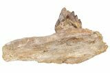 Fossil Primitive Whale (Basilosaur) Jaw Section - Morocco #217825-2